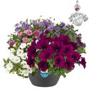 Afbeelding van Hp27 multi Mix 01